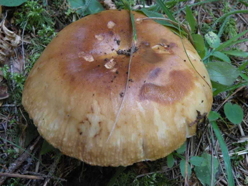 Forse Russula laurocerasi?
